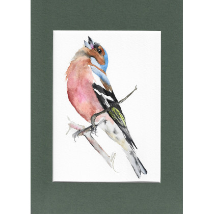 Zięba - akwarela, Magdalena Malik, obrazy akwarela