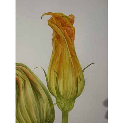 Maria Mandis - obrazy akwarela - Kwiaty dyni foto #2