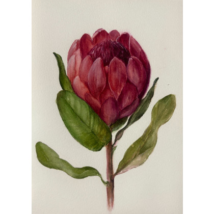Mała akwarela Protea, Maria Mandis, obrazy akwarela