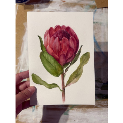 Maria Mandis - obrazy akwarela - Mała akwarela Protea foto #1