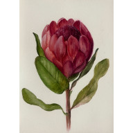 MAŁA AKWARELA PROTEA