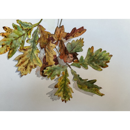 Jesienne liście (30x40 cm), Krystyna Nowak, obrazy akwarela