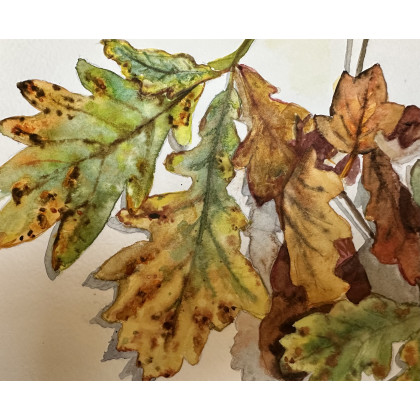 Krystyna Nowak - obrazy akwarela - Jesienne liście (30x40 cm) foto #1