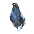 Kruk - akwarela