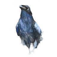 Kruk - akwarela