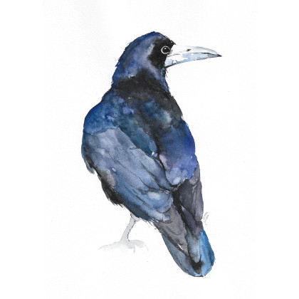 Gawron - akwarela, Magdalena Malik, obrazy akwarela