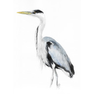 CZAPLA SIWA - AKWARELA