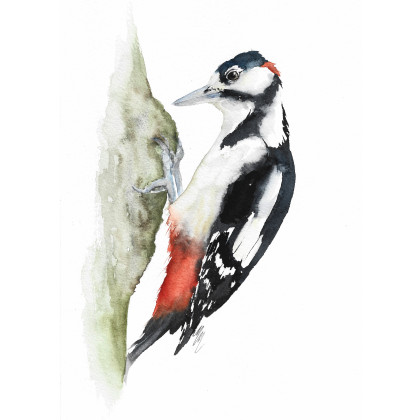 Dzięcioł duży - akwarela, Magdalena Malik, obrazy akwarela