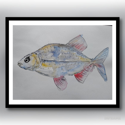 ML - obrazy akwarela - Akwarela-Leszcz foto #1