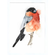 Gil -  obraz akwarelowy