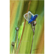 Kropla błękitu - akwarela w oprawie