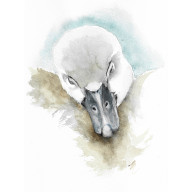 Śpiące łabędziątko - obraz akwarelowy