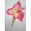 Akwarela A4  Kwiat Gladiola