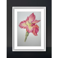 AKWARELA A4  KWIAT GLADIOLA