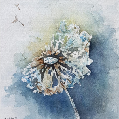 Paulina Lebida - obrazy akwarela - Dmuchawiec - akwarela 20/20 cm foto #1