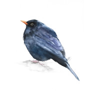 KOS - OBRAZ AKWARELOWY