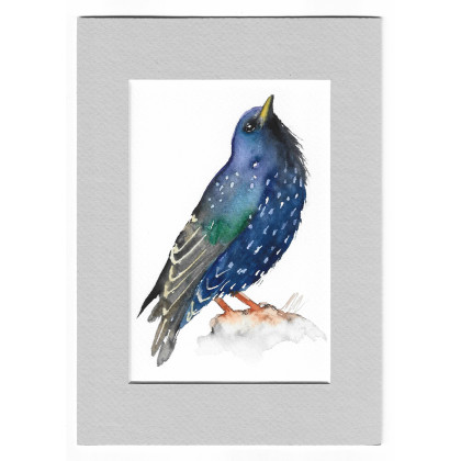 Szpak - akwarela z passe portout, Magdalena Malik, obrazy akwarela