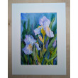 Irysy - akwarela A4