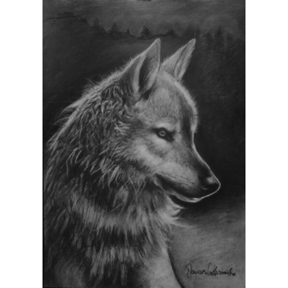 Szary Wilk, Dariusz Kaźmierczak, rysunek węglem