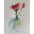 Róże-  akwarela formatu 24/18 cm