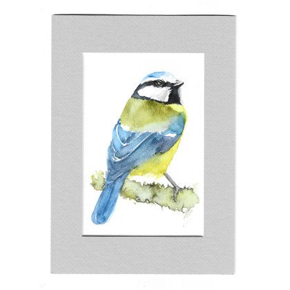 Sikora modraszka - akwarela z passe portout, Magdalena Malik, obrazy akwarela