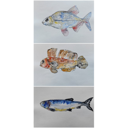 Akwarela -ryby, ML, obrazy akwarela
