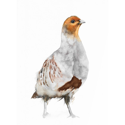 Kuropatwa - obraz akwarelowy, Magdalena Malik, obrazy akwarela