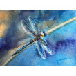 Blue fly  (akwarela miniaturka  w oprawie)