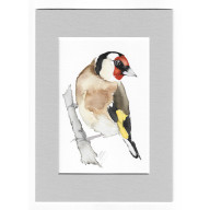 SZCZYGIEŁ - AKWARELA Z PASSE PORTOUT