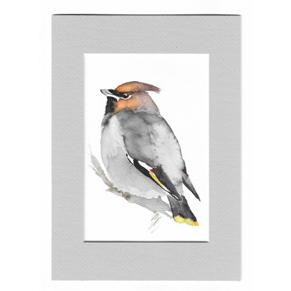 Jemiołuszka - akwarela z passe portout, Magdalena Malik, obrazy akwarela