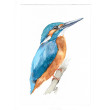 Zimorodek -  obraz akwarelowy