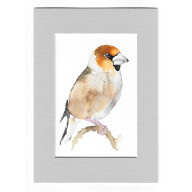 GRUBODZIÓB - AKWARELA Z PASSE PORTOUT