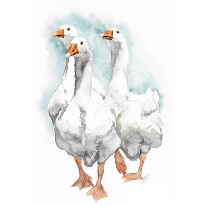Gęsi - obraz akwarelowy, Magdalena Malik, obrazy akwarela
