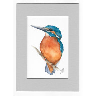 Zimorodek - akwarela z passe portout