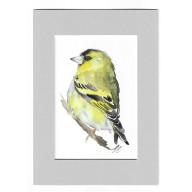 Czyżyk - akwarela z passe portout