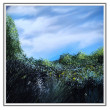 Green nature and sky