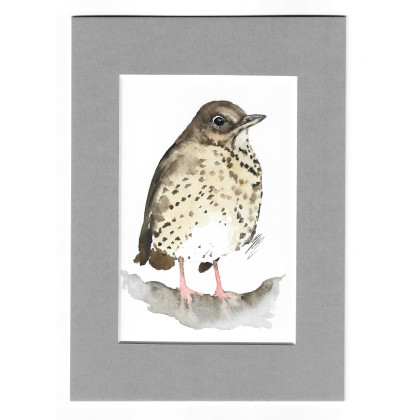Drozd śpiewak - akwarela z passe portout, Magdalena Malik, obrazy akwarela