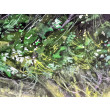 Puszcza (40x50 cm)
