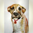  Cztery łapy psa 30x40cm