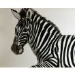 Zebra Leokadia 35x45cm