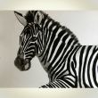 Zebra Leokadia 35x45cm