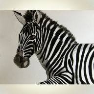 ZEBRA LEOKADIA 35X45CM