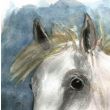 Głowa białego konia III