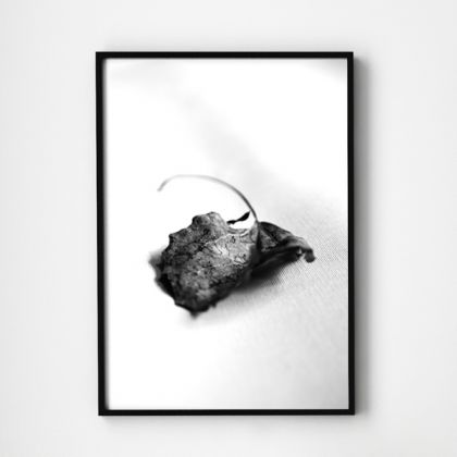 Maja Gajewska - fotografia artystyczna - Komplet fotografii - "LEAF"3 foto #2