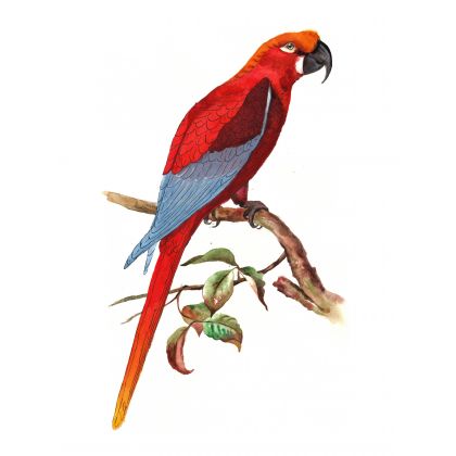 Papuga, Kateryna Honcharenko, obrazy akwarela