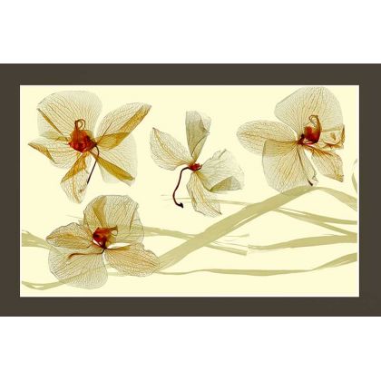 Małgorzata Kossakowska - fotografia artystyczna - orchidea foto #1