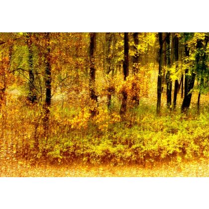 Jaki jest sens jesiennego lasu?, Dariusz Żabiński, fotografia artystyczna