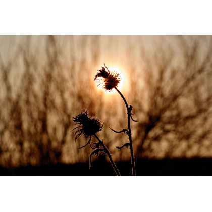 Mój wzrok zimą dostrzega., Dariusz Żabiński, fotografia artystyczna