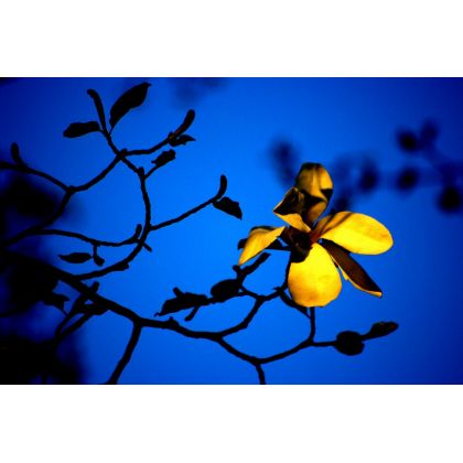 Kwitnąca magnolia albo błękit, Dariusz Żabiński, fotografia artystyczna