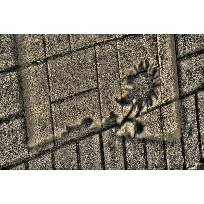 Na betonie kwiaty nie rosną, Dariusz Żabiński, fotografia artystyczna
